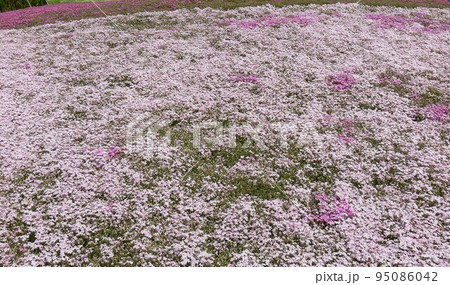 シバザクラ 群馬県館林市 野鳥の森自然公園フラワーガーデン 約25万株の芝桜 平成19年5月撮影 シバザクラ 群馬県館林市 野鳥の森自然公園フラワーガーデン 約25万株の芝桜 平成19年5月撮影 95086042