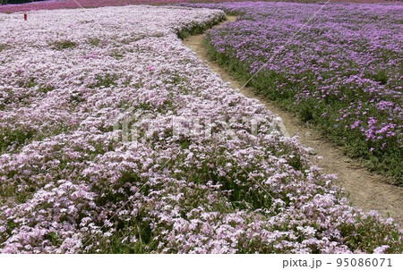 シバザクラ 群馬県館林市 野鳥の森自然公園フラワーガーデン 約25万株の芝桜 平成19年5月撮影 シバザクラ 群馬県館林市 野鳥の森自然公園フラワーガーデン 約25万株の芝桜 平成19年5月撮影 95086071