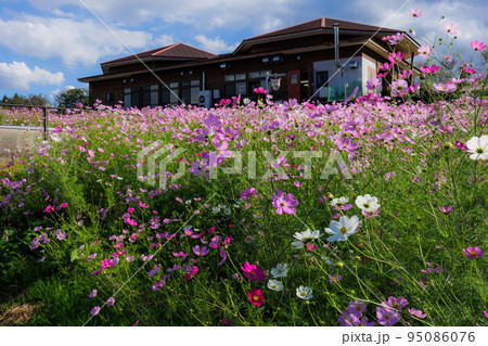 秋の上場高原　コスモス 95086076