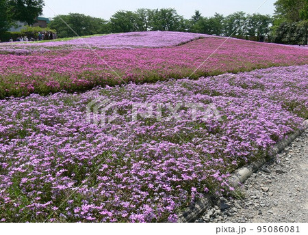 シバザクラ　群馬県館林市　野鳥の森自然公園フラワーガーデン　約25万株の芝桜　平成19年5月撮影 95086081