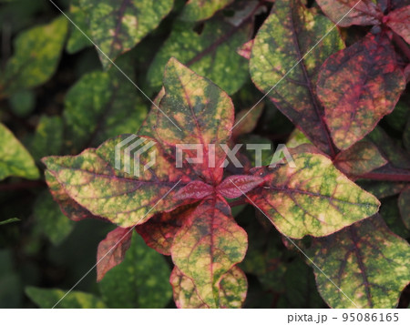 秋の庭のカラーリーフ 95086165