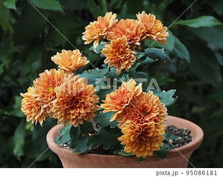 鉢植えのオレンジ色のクリサンセマム 95086181