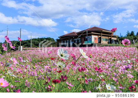 秋の上場高原　コスモス 95086190
