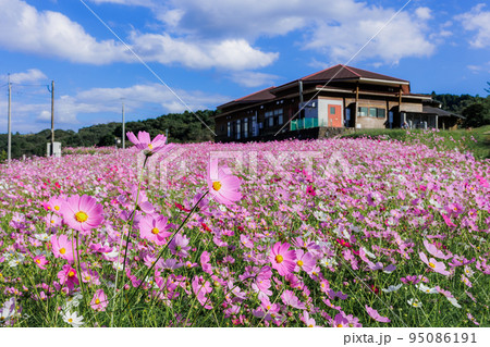 秋の上場高原　コスモス 95086191