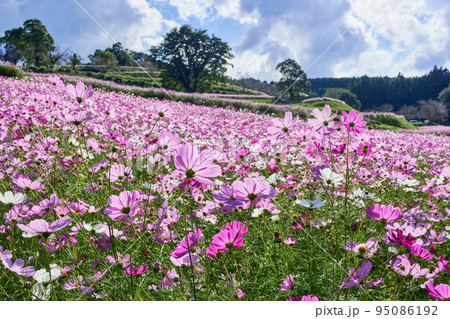 秋の上場高原　コスモス 95086192