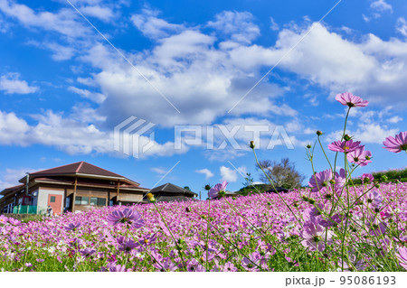 秋の上場高原　コスモス 95086193