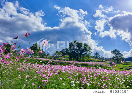 秋の上場高原　コスモス 95086194