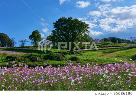 秋の上場高原　コスモス 95086196
