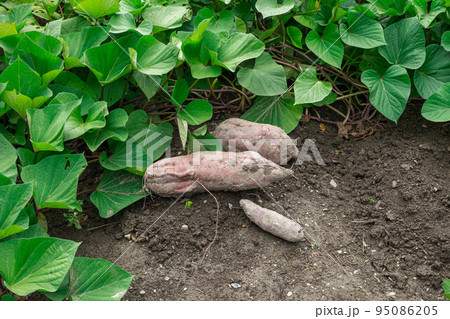 収穫したさつまいも 95086205