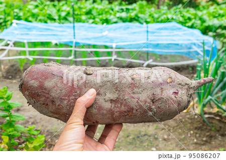 手に持つ大きな掘りたてサツマイモ 95086207