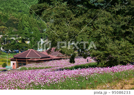 秋の上場高原　コスモス 95086233