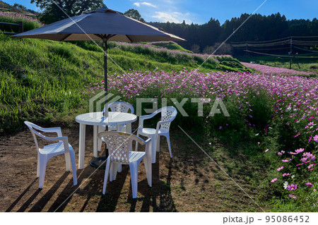 秋の上場高原　パラソルテーブルとコスモス畑 95086452