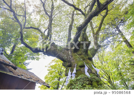 熊野皇大神社のしなの木 95086568