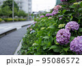 花壇のアジサイ 95086572