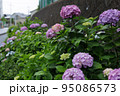道路沿いの紫陽花 95086573