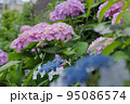 紫陽花の背景画 95086574