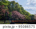 春の公園 95086575