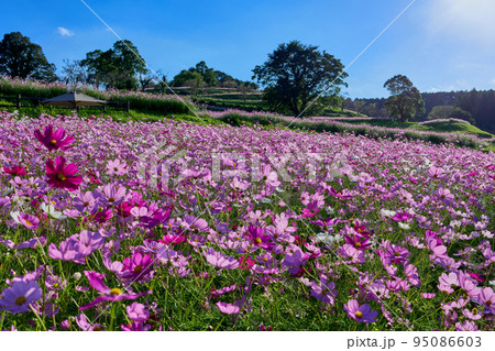 秋の上場高原　コスモス 95086603