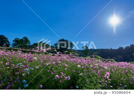 秋の上場高原　太陽とコスモス畑 95086604