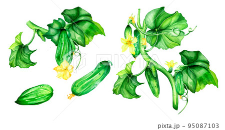 Set of green cucumber plant watercolor illustration on white. Set of green cucumber plant watercolor illustration on white. 95087103