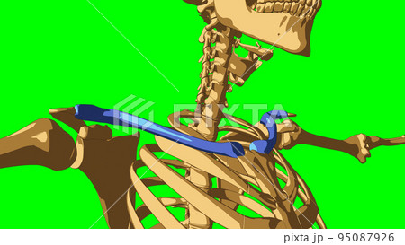 Human skeleton anatomy Clavicle bone for medical concept 3D illustration Human skeleton anatomy Clavicle bone for medical concept 3D illustration 95087926