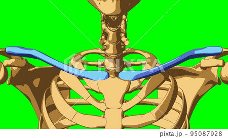 Human skeleton anatomy Clavicle bone for medical concept 3D illustration Human skeleton anatomy Clavicle bone for medical concept 3D illustration 95087928