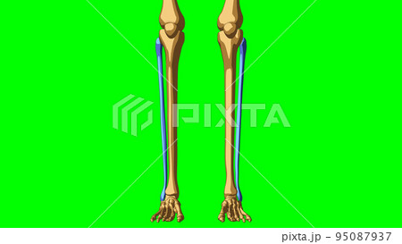 Human skeleton Fibula anatomy for medical concept 3D illustration Human skeleton Fibula anatomy for medical concept 3D illustration 95087937