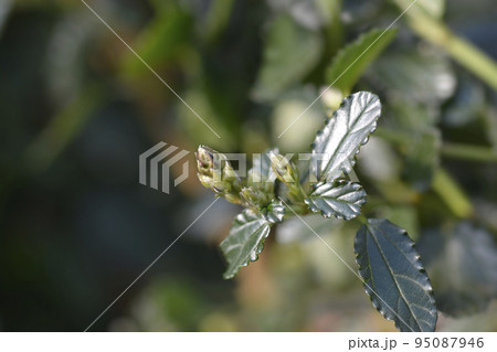 Creeping Blue Blossom Creeping Blue Blossom 95087946