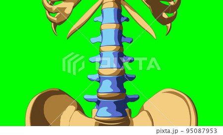 Human skeleton anatomy lumbar bones for medical concept 3D illustration Human skeleton anatomy lumbar bones for medical concept 3D illustration 95087953