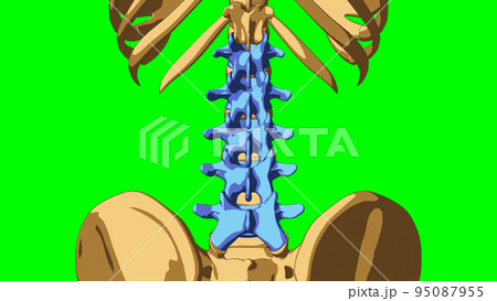 Human skeleton anatomy lumbar bones for medical concept 3D illustration Human skeleton anatomy lumbar bones for medical concept 3D illustration 95087955