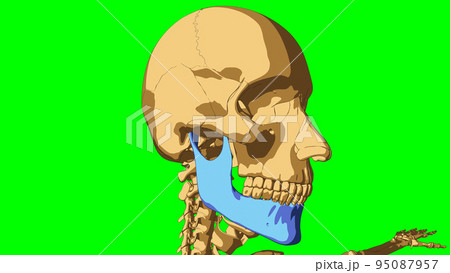 Human skeleton anatomy mandible bone for medical concept 3D illustration 95087957
