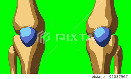 Human skeleton Patella bone anatomy for medical concept 3D illustration Human skeleton Patella bone anatomy for medical concept 3D illustration 95087967