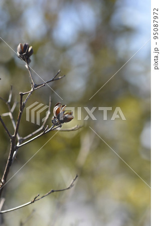 Crepe myrtle Crepe myrtle 95087972