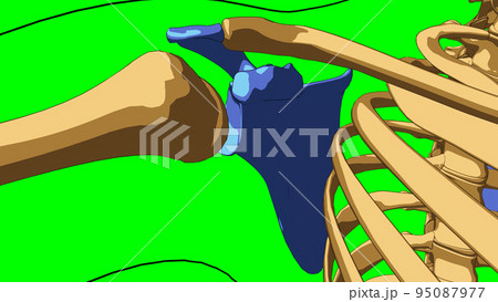Human skeleton anatomy scapula bones for medical concept 3D illustration Human skeleton anatomy scapula bones for medical concept 3D illustration 95087977