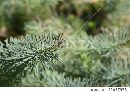 Cypress Spurge Fens Ruby Cypress Spurge Fens Ruby 95087978