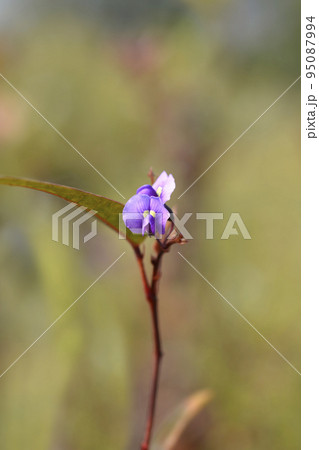 False Sarsaparilla False Sarsaparilla 95087994
