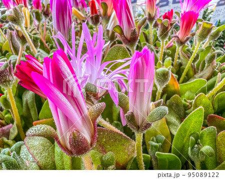 早春の光を浴びて開花するピンク色の可愛いらしい花 早春の光を浴びて開花するピンク色の可愛いらしい花 95089122