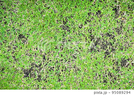 Green and yellow grass texture Brown patch is caused by the destruction of fungus Rhizoctonia Solani grass leaf change from green to dead brown in a circle lawn texture background dead dry grass. Green and yellow grass texture Brown patch is caused by the destruction of fungus Rhizoctonia Solani grass leaf change from green to dead brown in a circle lawn texture background dead dry grass. 95089294