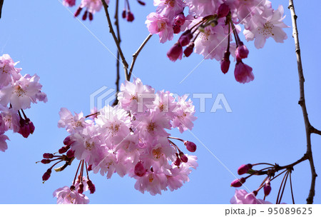 水戸市千波公園の桜 水戸市千波公園の桜 95089625