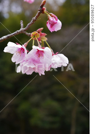 水戸市千波公園の桜 水戸市千波公園の桜 95089627