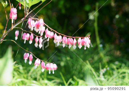 庭に咲くタイツリソウの花 庭に咲くタイツリソウの花 95090291