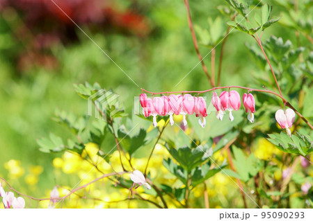 庭に咲くタイツリソウの花 95090293