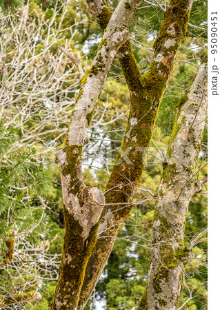 苔むすブナの木 95090451