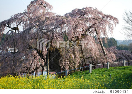 福島県 三春滝桜 推定樹齢1000年超 国の天然記念物 ベニシダレ 平成20年4月撮影 福島県 三春滝桜 推定樹齢1000年超 国の天然記念物 ベニシダレ 平成20年4月撮影 95090454