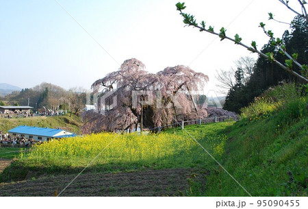 福島県 三春滝桜 推定樹齢1000年超 国の天然記念物 ベニシダレ 平成20年4月撮影 福島県 三春滝桜 推定樹齢1000年超 国の天然記念物 ベニシダレ 平成20年4月撮影 95090455