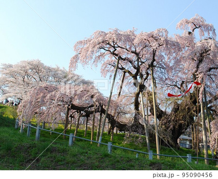 福島県 　三春滝桜　推定樹齢1000年超  国の天然記念物  ベニシダレ    平成20年4月撮影  95090456