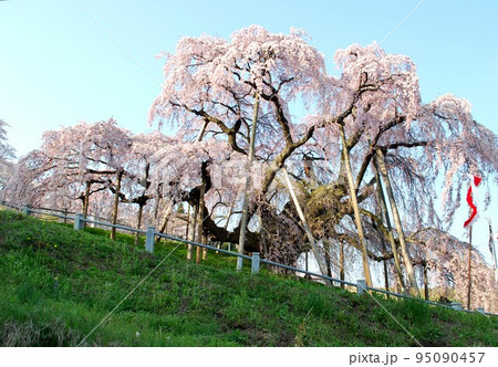 福島県 　三春滝桜　推定樹齢1000年超  国の天然記念物  ベニシダレ    平成20年4月撮影  95090457