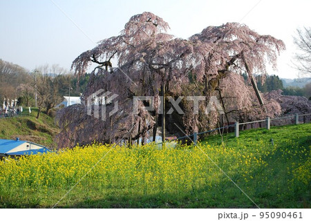 福島県 三春滝桜 推定樹齢1000年超 国の天然記念物 ベニシダレ 平成20年4月撮影 福島県 三春滝桜 推定樹齢1000年超 国の天然記念物 ベニシダレ 平成20年4月撮影 95090461