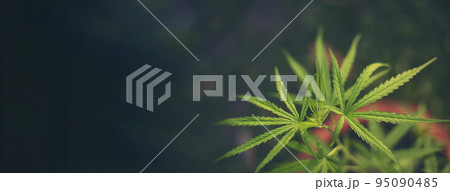Banner Green Marijuana tree cannabis plant narcotic herbal in greenhouse. Panoramic Hemp leaf made cannabis crude oil medicine farm on sun light. CBC, THC herb agriculture Weed leaf Drug concept 95090485