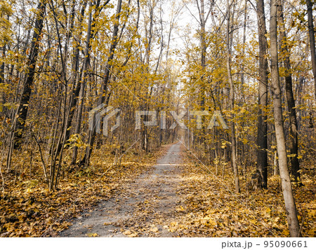 Autumn trees with yellow leaves forest alley 95090661